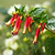 Vermillionaire® Large Firecracker Plant