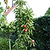 Tasty Red™ Fruit Snacks™ Apple Tree