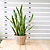 Laurentii Snake Plant