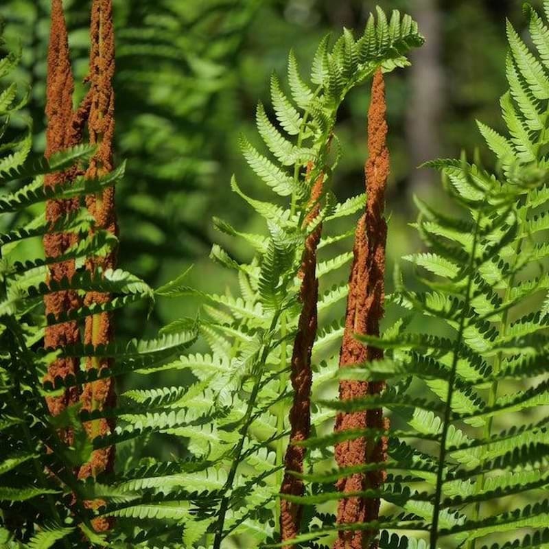 Cinnamon Fern