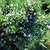 Brodie Eastern Red Cedar