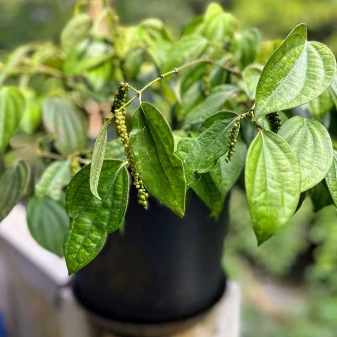 black pepper plant in pot Black Pepper Plant