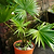Chinese Fan Palm