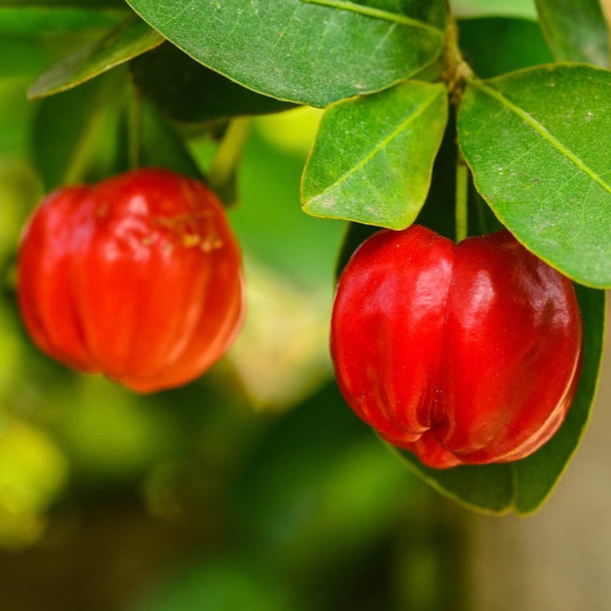 Barbados 'Acerola' Cherry Tree