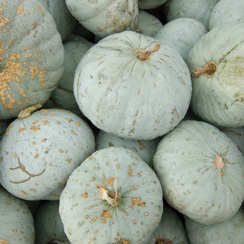 Blue Hubbard Squash Seeds