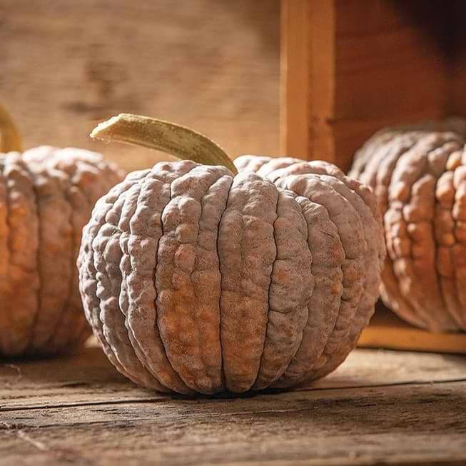 Black Futsu Squash Seeds