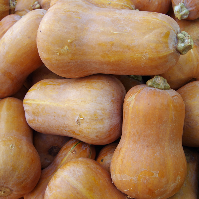 Honeynut Squash Seeds