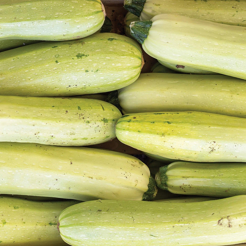 Bianco Di Trieste Zucchini Seeds