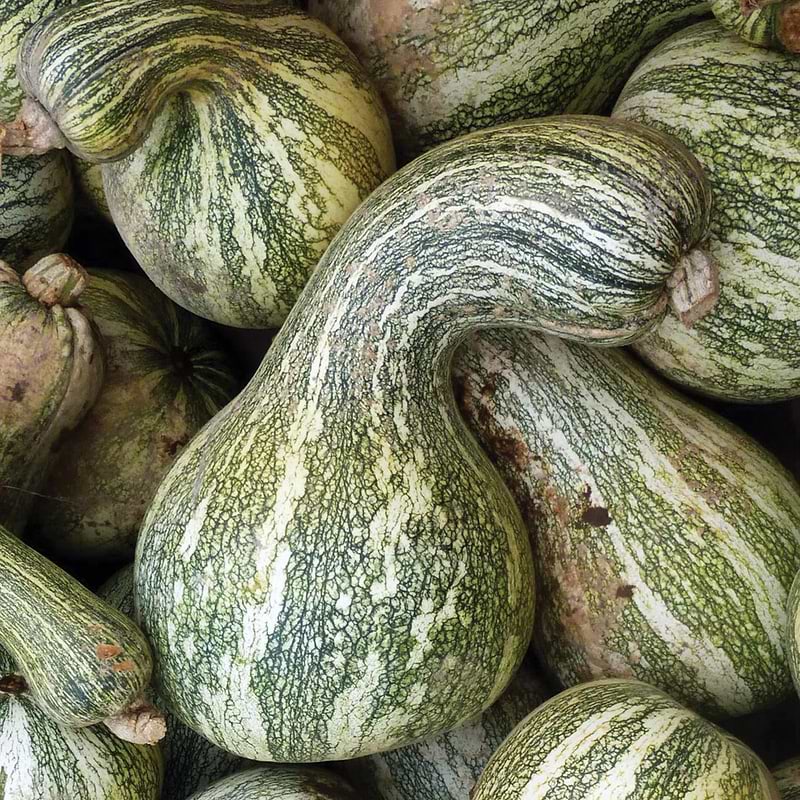 Green Stripe Cushaw Squash Seeds