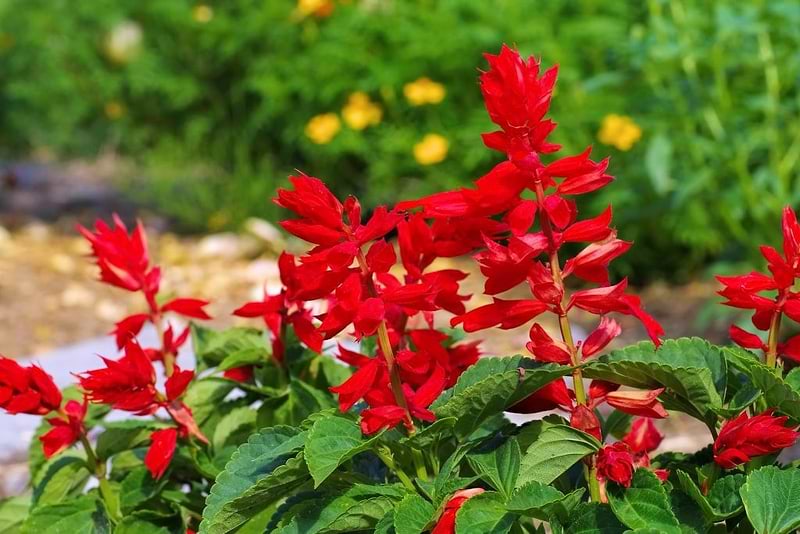 St. John Fire Salvia Seeds