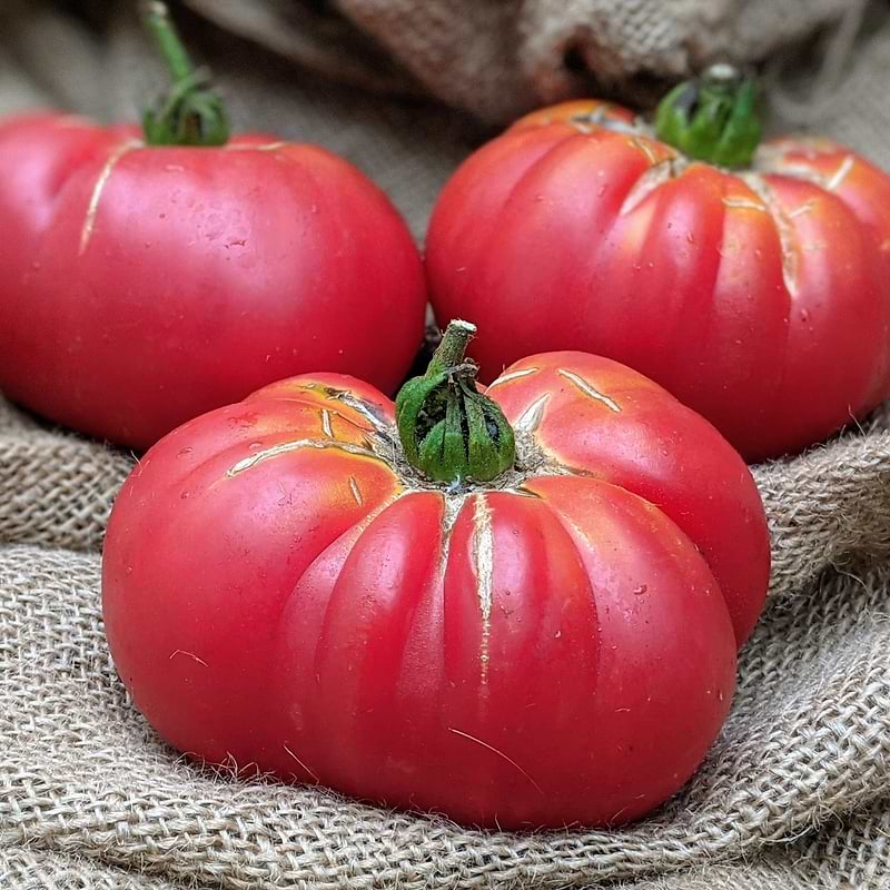 Tiffen Mennonite Tomato Seeds