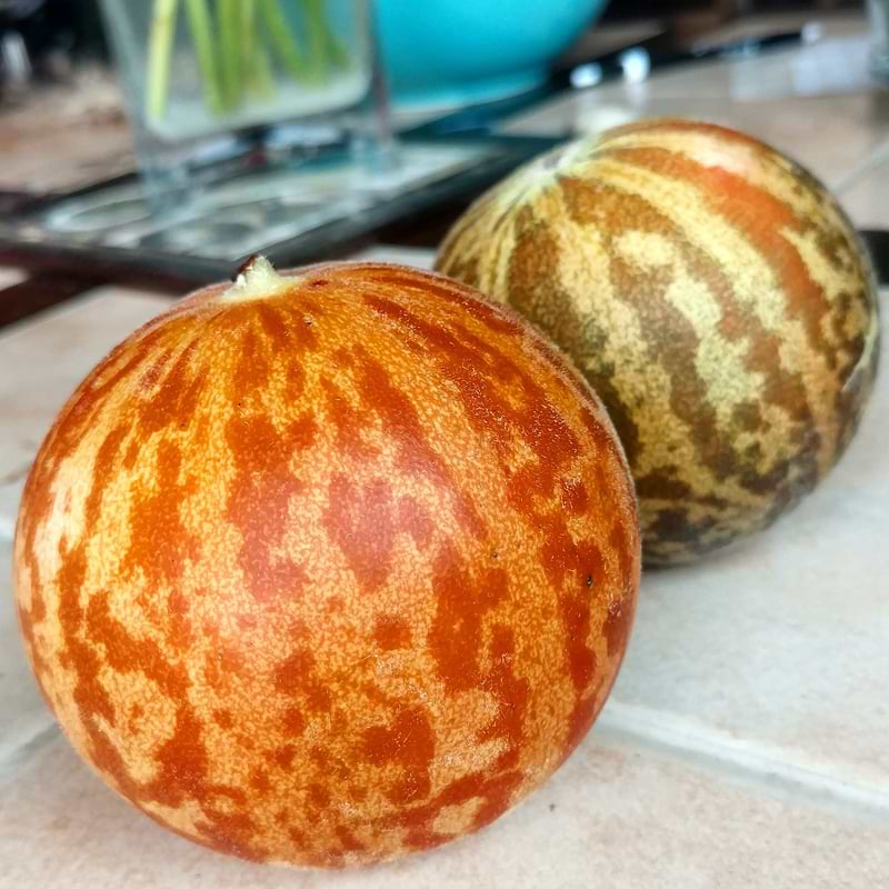Tigger Melon Seeds