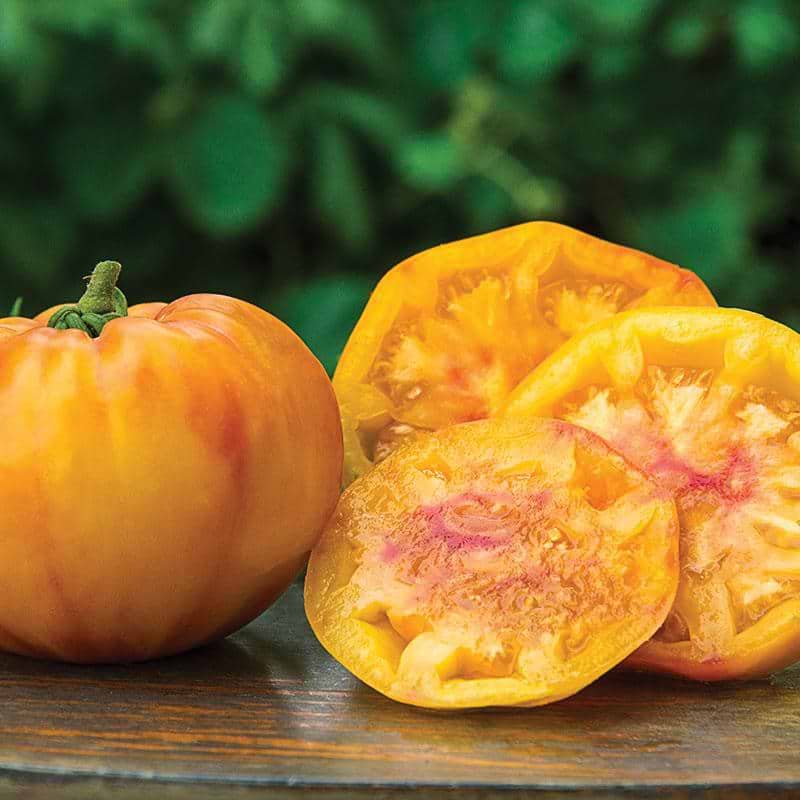 Gold Medal Tomato Seeds