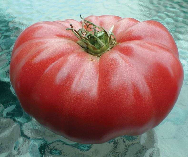 Watermelon Beefsteak Tomato Seeds