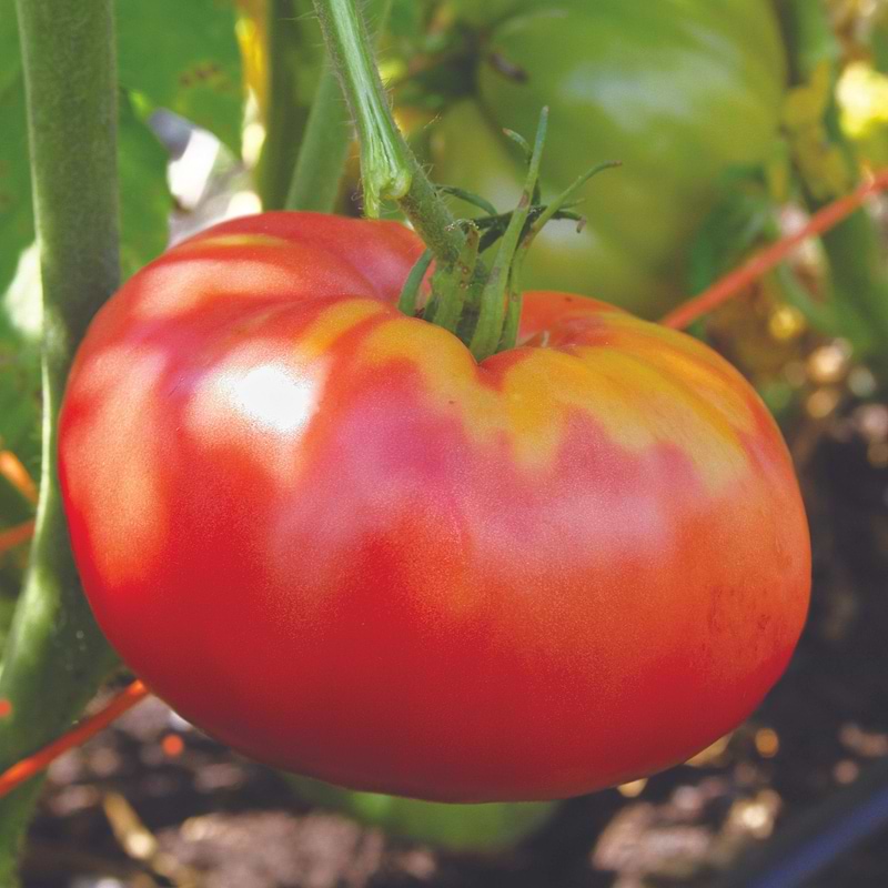 German Pink Tomato Seeds