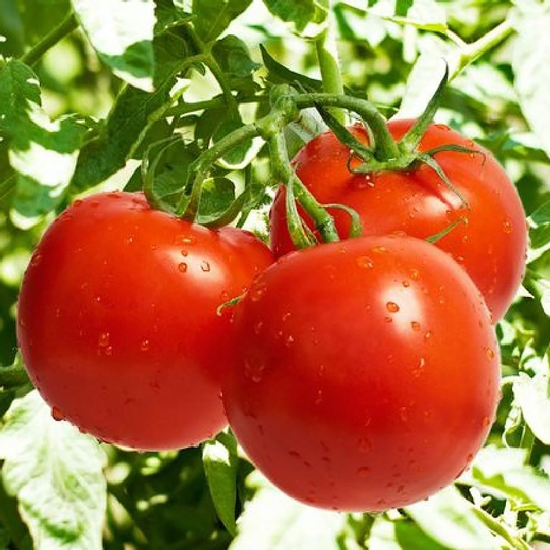 Bonnie Best Tomato Seeds