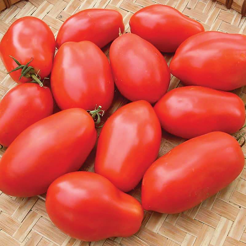 Napoli Tomato Seeds