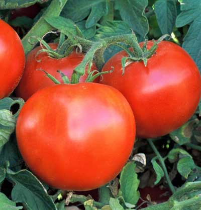 Wisconsin 55 Tomato Seeds