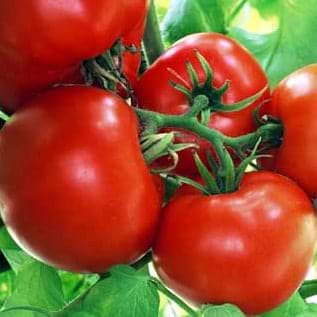 Boxcar Willie Tomato Seeds