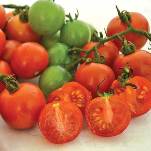 Tommy Toe Tomato Seeds