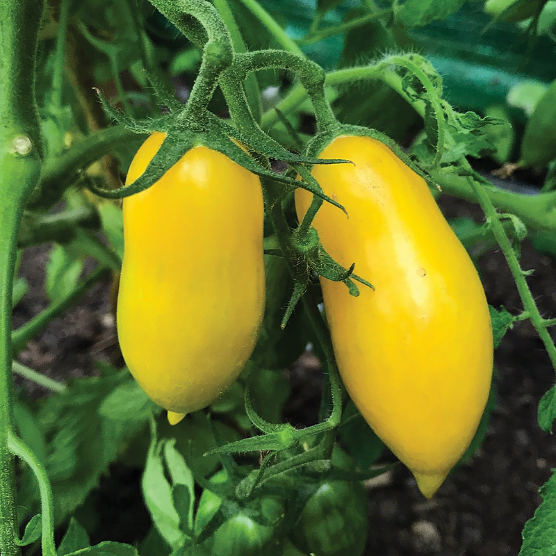 Banana Legs Tomato Seeds