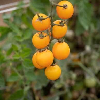 Gold Nuggets Tomato Seeds