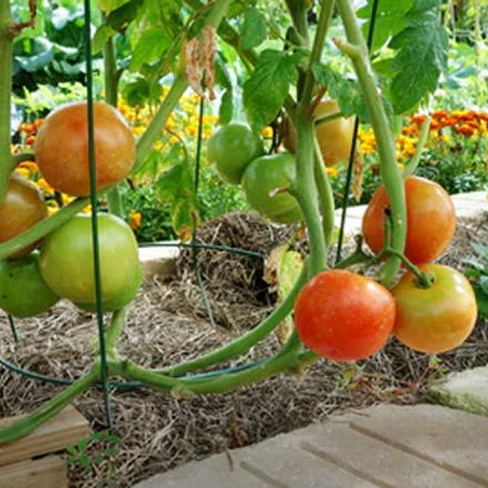 Vego garden beds