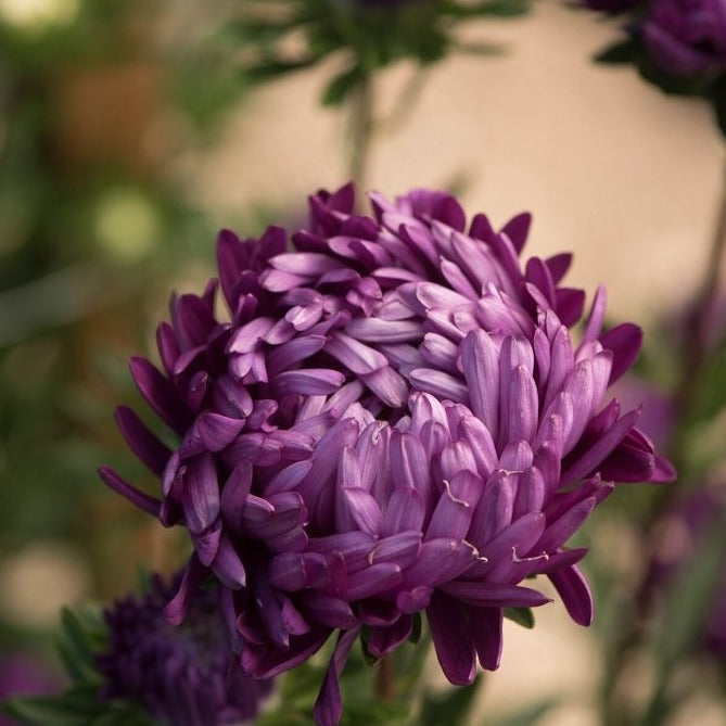 Violet Aster Seeds