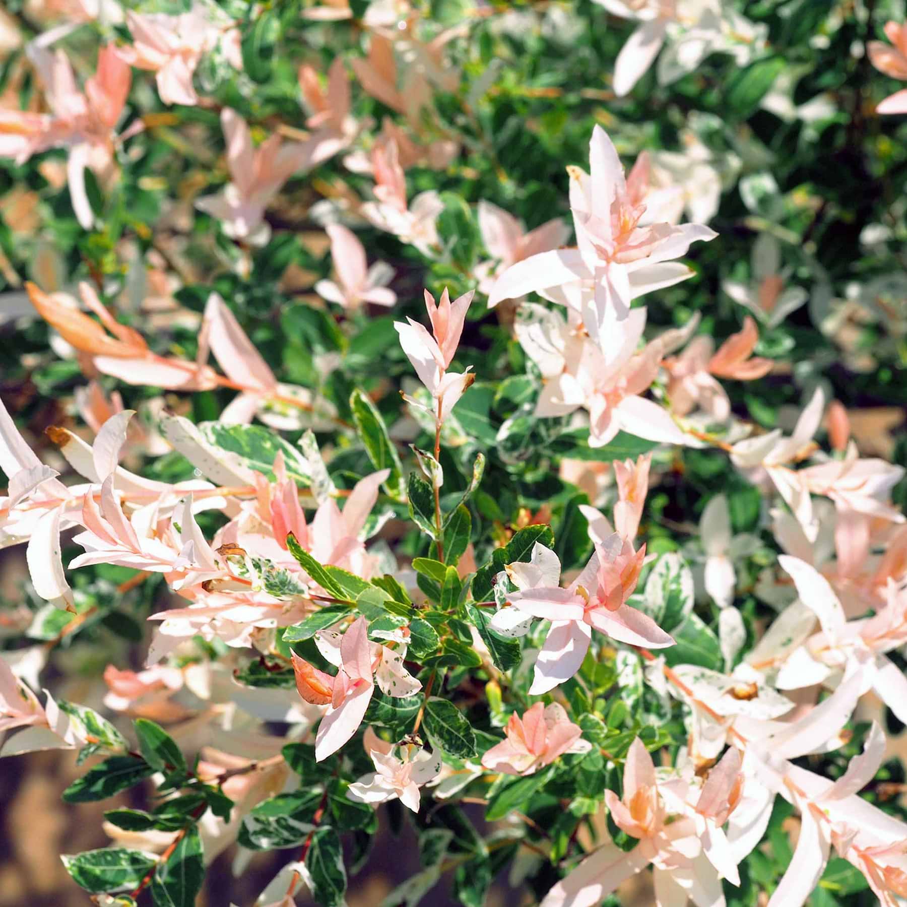 Bush Features Tri-Color Dappled Willow Bush