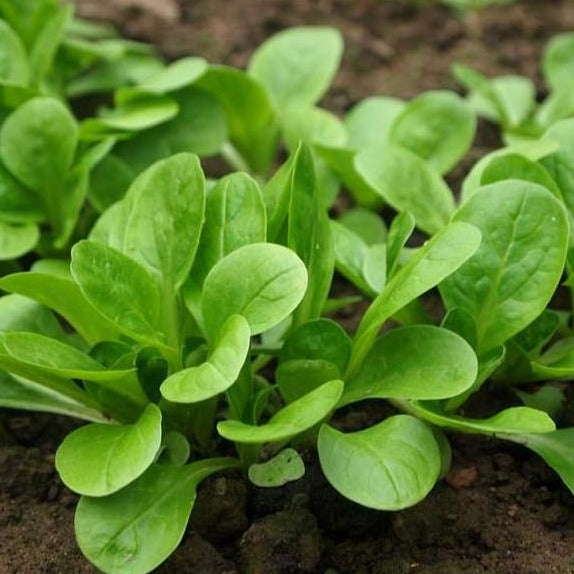 Mache Corn Salad Seeds