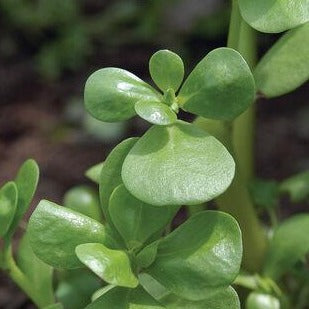 Green Purslane Seeds