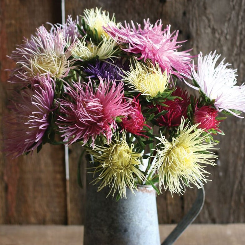 Valkyrie Brunhilde Chamois Mix Seeds