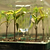 Vego Garden | Seedling Tray Drip Irrigation Lid