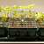 Vego Garden | Seedling Tray Drip Irrigation Lid