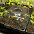 Vego Garden | Seedling Tray Drip Irrigation Lid