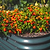 32" Tall 6 In 1 Modular Metal Raised Garden Bed Kit | Vego Garden