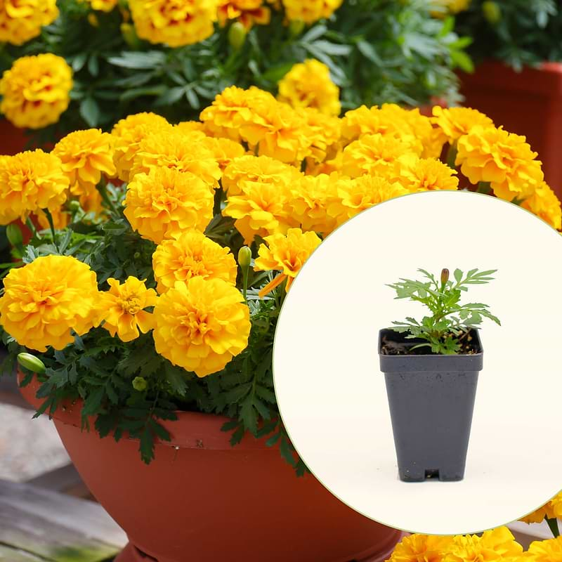 Happy Yellow French Marigold Seedlings | Vego Garden