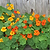 Jewel Mix Nasturtium Seedlings | Vego Garden