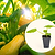 Yellow Crookneck Squash Seedlings | Vego Garden