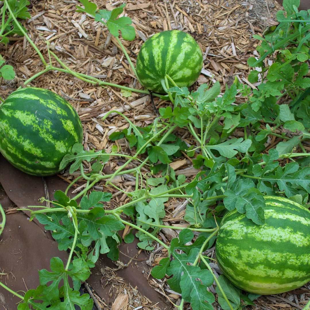 planting crimson sweet watermelon seeds Crimson Sweet Watermelon Seedlings