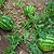 Crimson Sweet Watermelon Seedlings