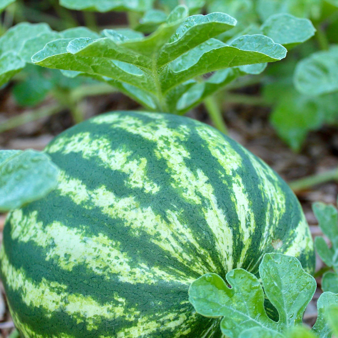 Crimson Sweet Watermelon Seedlings