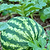 Crimson Sweet Watermelon Seedlings