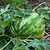 Crimson Sweet Watermelon Seedlings | Vego Garden