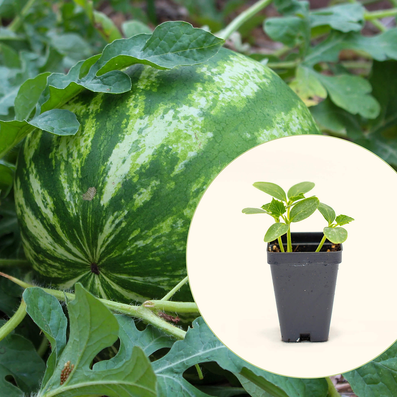 Crimson Sweet Watermelon Seedlings | Vego Garden