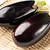 Black Beauty Eggplant Seedlings