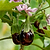 Black Beauty Eggplant Seedlings