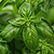 Italian Large Leaf Basil Seedlings | Vego Garden