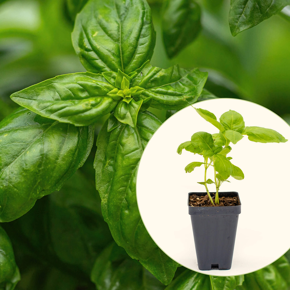 Vego Garden Excellent Seedlings | Seedlings Collection