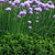 Chive Seedlings